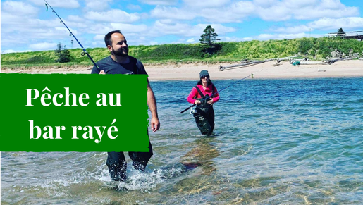 Pêche au bar rayé